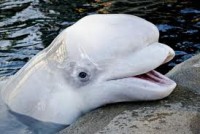 /album/animais-marinhos/beluga-jpg/