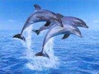 /album/animais-marinhos/golfinho-jpg/