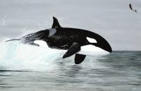 /album/animais-marinhos/orcas-jpg/