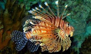 Peixe Dragão Leão