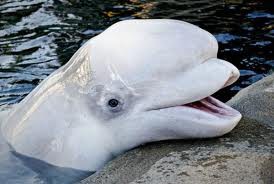 Golfinho Beluga