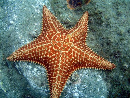 Estrela Do mar