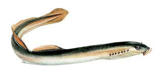 Lampreia